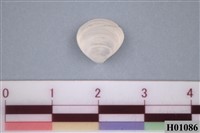 藏品(二枚貝)的圖片